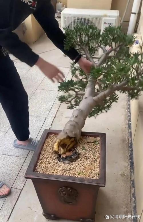 发财树养养就“烂根”(发财树养一段时间就烂根了,是什么情况?)-第2张图片-花花知道网 发财树养养就“烂根”(发财树养一段时间就烂根了,是什么情况?)-第2张图片-花花知道网