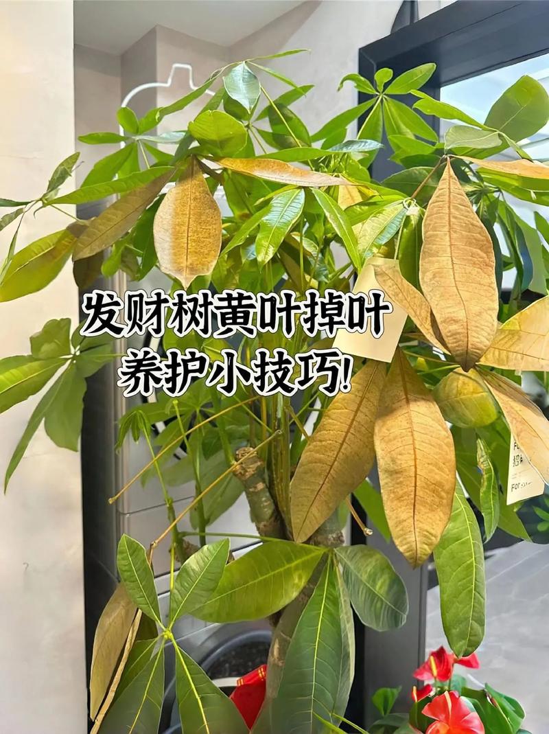 发财树养养就“烂根”(发财树养一段时间就烂根了,是什么情况?)-第3张图片-花花知道网 发财树养养就“烂根”(发财树养一段时间就烂根了,是什么情况?)-第3张图片-花花知道网