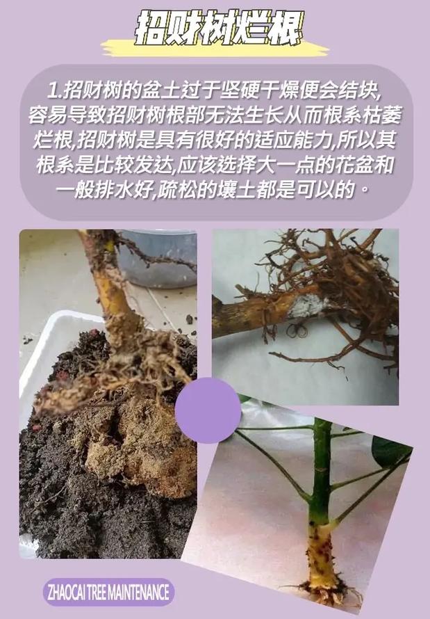 发财树养养就“烂根”(发财树养一段时间就烂根了,是什么情况?)-第6张图片-花花知道网 发财树养养就“烂根”(发财树养一段时间就烂根了,是什么情况?)-第6张图片-花花知道网