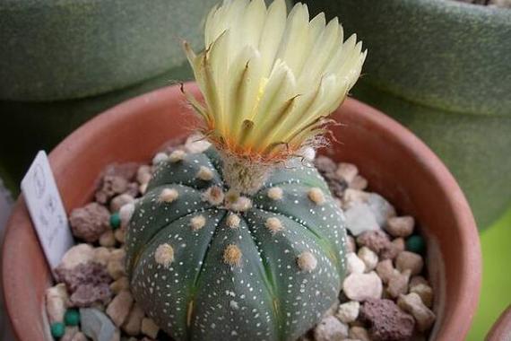 星兜怎么养长得快(星兜怎么养长得快又好看)-第2张图片-花花知道网 星兜怎么养长得快(星兜怎么养长得快又好看)-第2张图片-花花知道网
