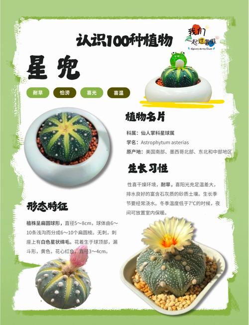 星兜怎么养长得快(星兜怎么养长得快又好看)-第3张图片-花花知道网 星兜怎么养长得快(星兜怎么养长得快又好看)-第3张图片-花花知道网