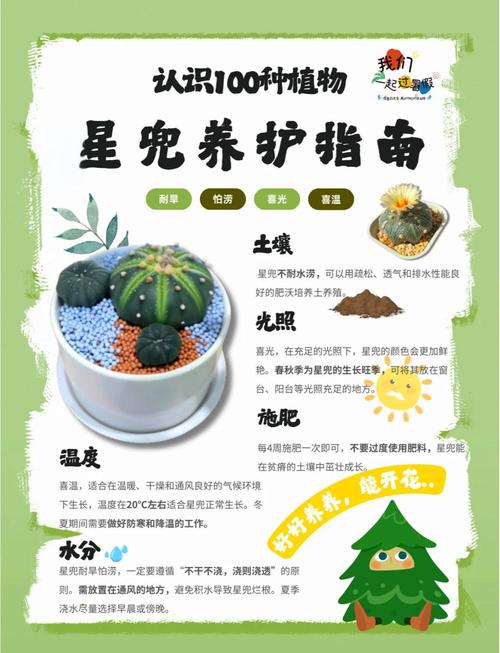 星兜怎么养长得快(星兜怎么养长得快又好看)-第4张图片-花花知道网 星兜怎么养长得快(星兜怎么养长得快又好看)-第4张图片-花花知道网