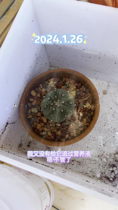 星兜怎么养长得快(星兜怎么养长得快又好看)-第6张图片-花花知道网 星兜怎么养长得快(星兜怎么养长得快又好看)-第6张图片-花花知道网