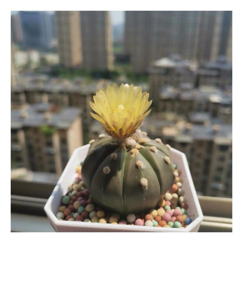 星兜怎么养长得快(星兜怎么养长得快又好看)-第7张图片-花花知道网 星兜怎么养长得快(星兜怎么养长得快又好看)-第7张图片-花花知道网