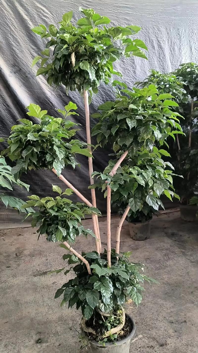 绿宝石喜林芋的繁殖方式(绿宝石喜林芋叶子发黄是为啥)-第2张图片-花花知道网 绿宝石喜林芋的繁殖方式(绿宝石喜林芋叶子发黄是为啥)-第2张图片-花花知道网