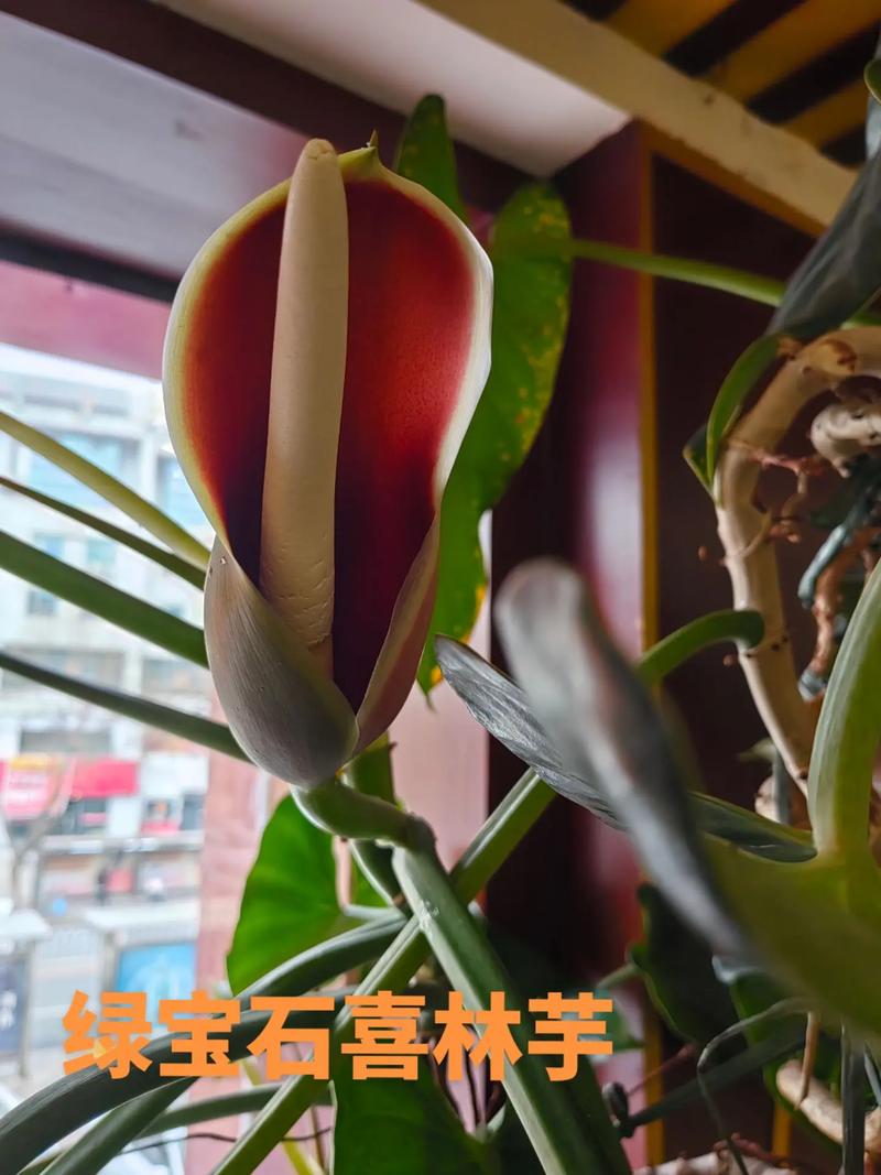 绿宝石喜林芋的繁殖方式(绿宝石喜林芋叶子发黄是为啥)-第5张图片-花花知道网 绿宝石喜林芋的繁殖方式(绿宝石喜林芋叶子发黄是为啥)-第5张图片-花花知道网