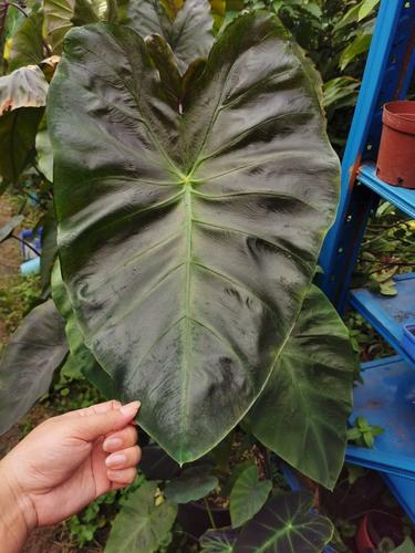 黑叶芋怎么养(黑叶芋叶子干了)-第2张图片-花花知道网 黑叶芋怎么养(黑叶芋叶子干了)-第2张图片-花花知道网