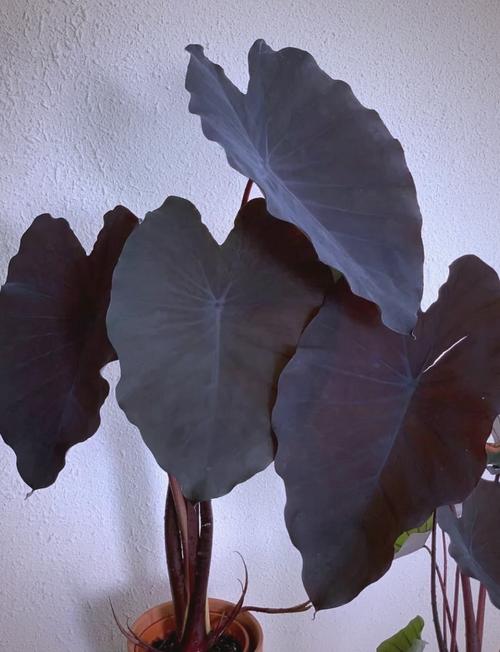 黑叶芋怎么养(黑叶芋叶子干了)-第3张图片-花花知道网 黑叶芋怎么养(黑叶芋叶子干了)-第3张图片-花花知道网