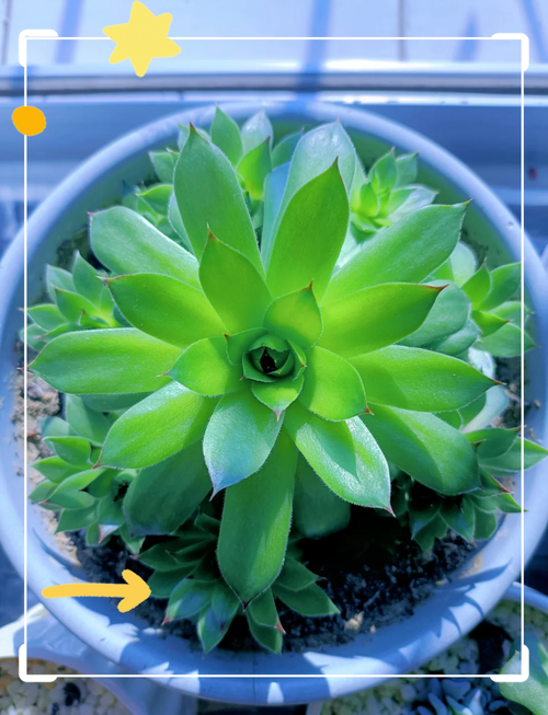 黑叶芋怎么养(黑叶芋叶子干了)-第6张图片-花花知道网 黑叶芋怎么养(黑叶芋叶子干了)-第6张图片-花花知道网