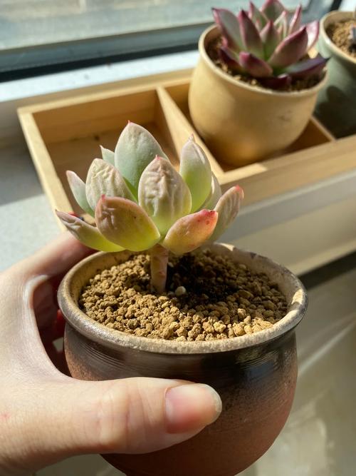 钱串叶子蔫了怎么办（钱串叶子发黄叶尖枯萎）-第3张图片-花花知道网