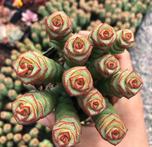 钱串叶子蔫了怎么办（钱串叶子发黄叶尖枯萎）-第4张图片-花花知道网