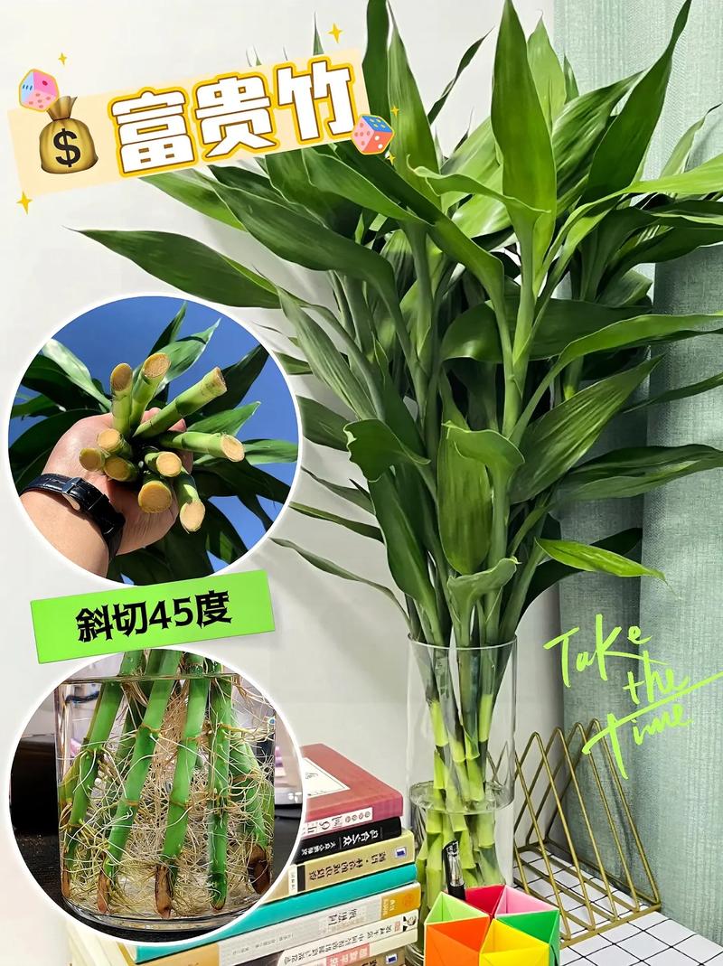 水培富贵竹怎么繁殖(水培富贵竹的栽培)-第1张图片-花花知道网 水培富贵竹怎么繁殖(水培富贵竹的栽培)-第1张图片-花花知道网