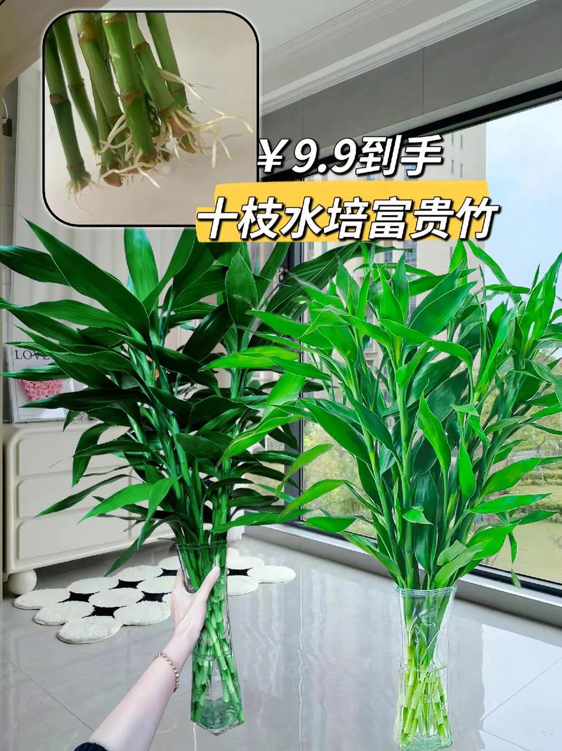 水培富贵竹怎么繁殖(水培富贵竹的栽培)-第2张图片-花花知道网 水培富贵竹怎么繁殖(水培富贵竹的栽培)-第2张图片-花花知道网