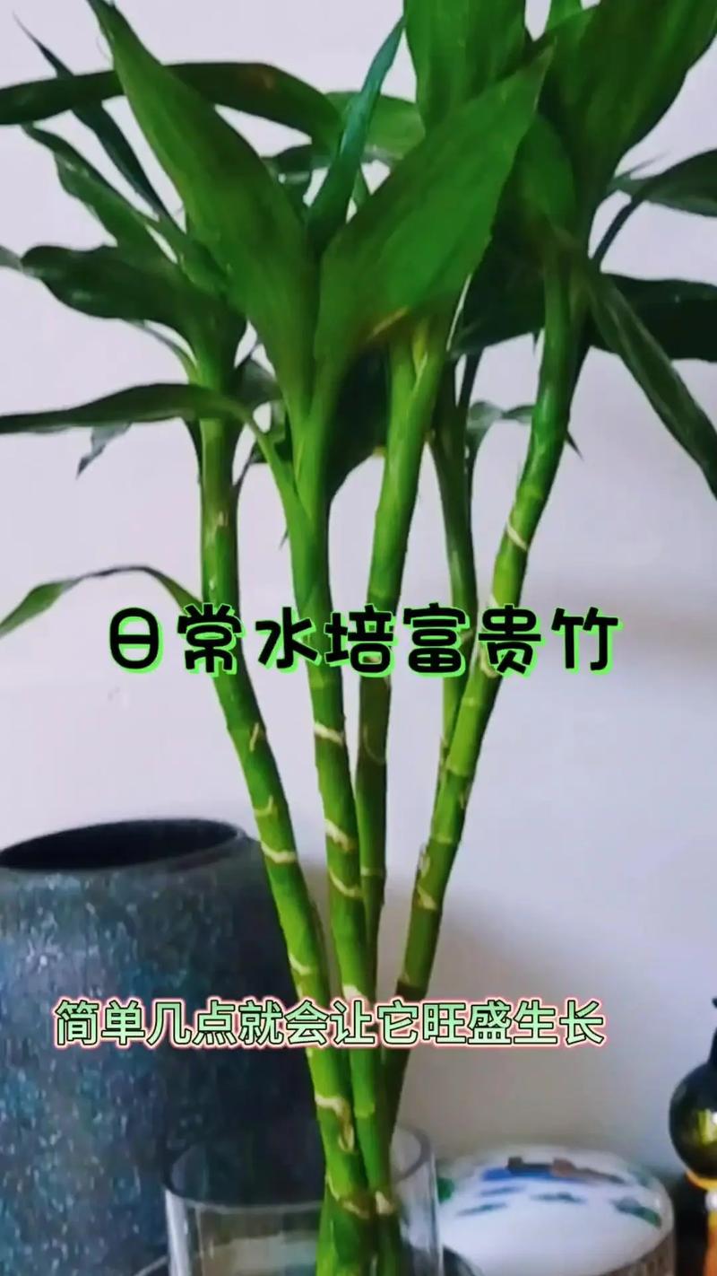 水培富贵竹怎么繁殖(水培富贵竹的栽培)-第3张图片-花花知道网 水培富贵竹怎么繁殖(水培富贵竹的栽培)-第3张图片-花花知道网