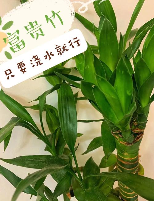 水培富贵竹怎么繁殖(水培富贵竹的栽培)-第4张图片-花花知道网 水培富贵竹怎么繁殖(水培富贵竹的栽培)-第4张图片-花花知道网