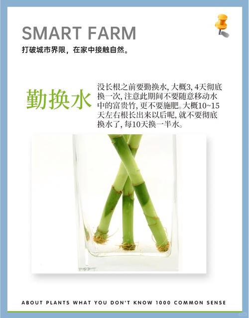 水培富贵竹怎么繁殖(水培富贵竹的栽培)-第5张图片-花花知道网 水培富贵竹怎么繁殖(水培富贵竹的栽培)-第5张图片-花花知道网