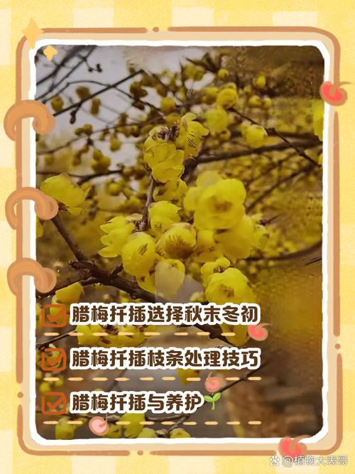腊梅怎么修剪多开花(腊梅怎么修剪,什么时候修剪)-第1张图片-花花知道网 腊梅怎么修剪多开花(腊梅怎么修剪,什么时候修剪)-第1张图片-花花知道网