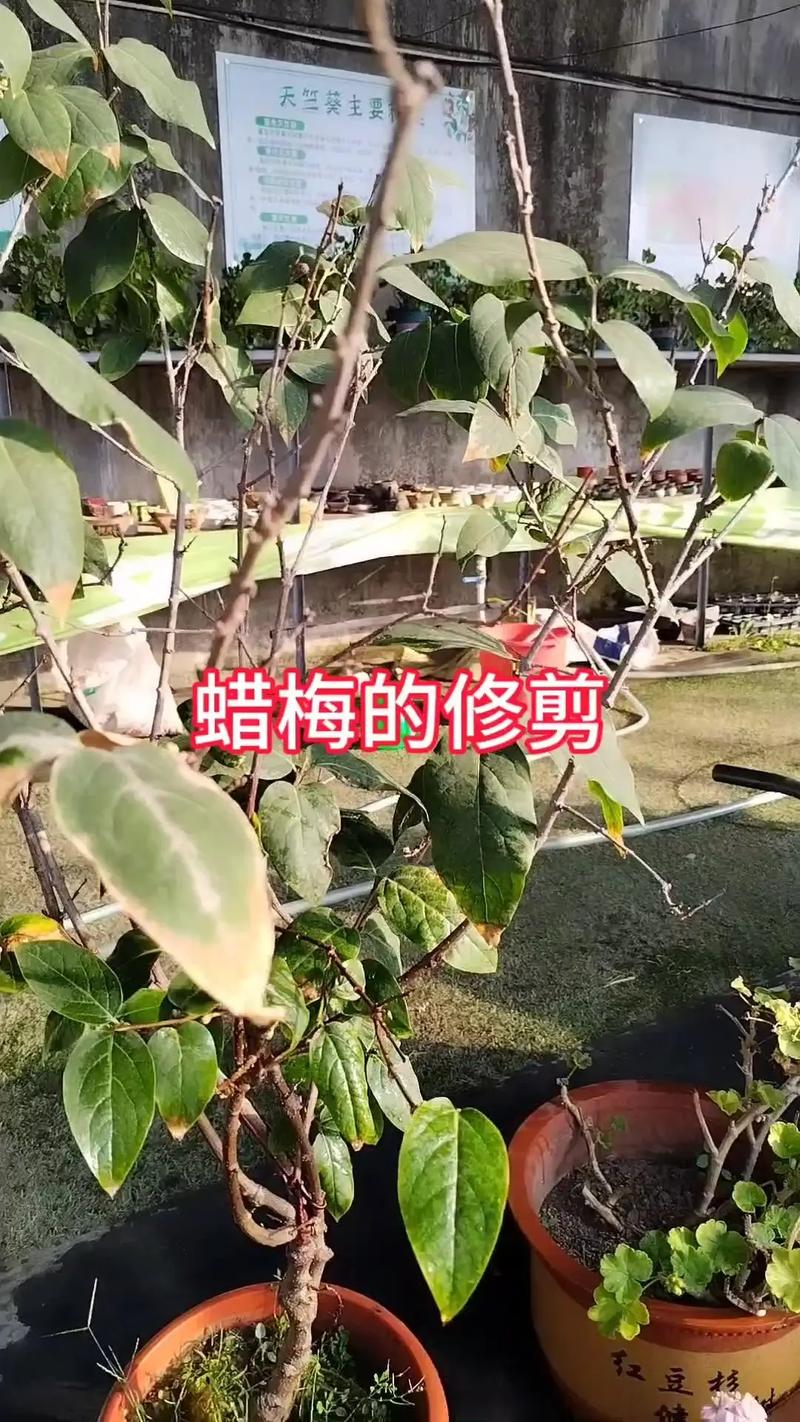 腊梅怎么修剪多开花(腊梅怎么修剪,什么时候修剪)-第2张图片-花花知道网 腊梅怎么修剪多开花(腊梅怎么修剪,什么时候修剪)-第2张图片-花花知道网