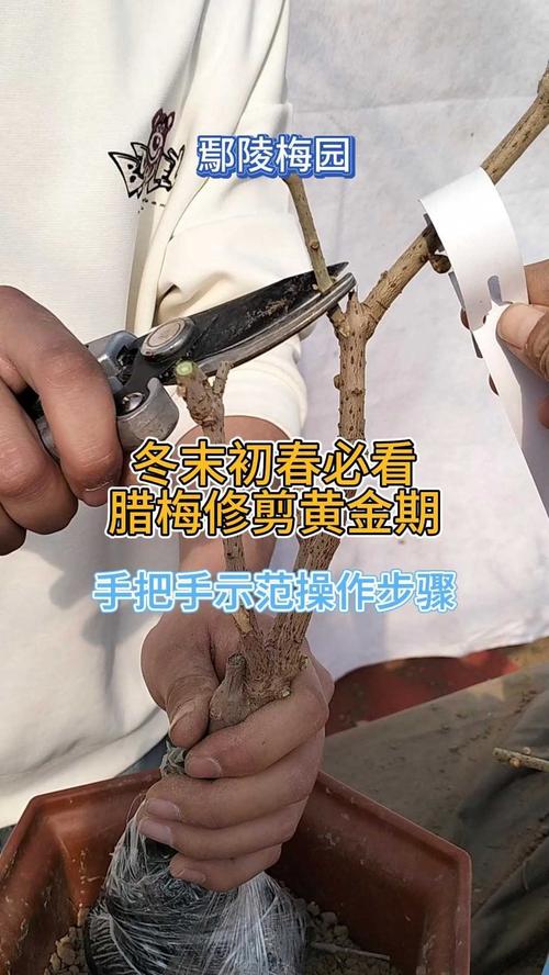 腊梅怎么修剪多开花(腊梅怎么修剪,什么时候修剪)-第3张图片-花花知道网 腊梅怎么修剪多开花(腊梅怎么修剪,什么时候修剪)-第3张图片-花花知道网