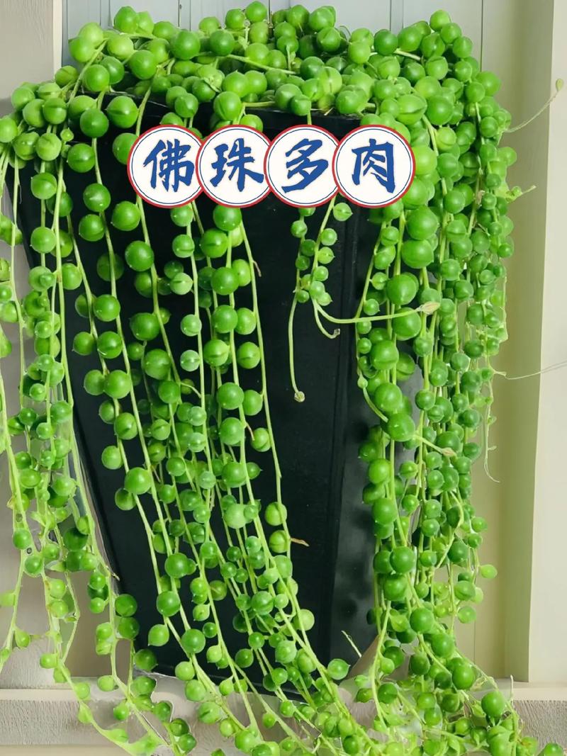 多肉佛珠要铺面吗(多肉佛珠要铺面吗怎么铺)-第2张图片-花花知道网 多肉佛珠要铺面吗(多肉佛珠要铺面吗怎么铺)-第2张图片-花花知道网