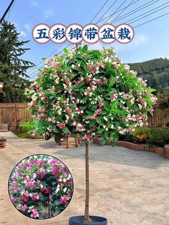 锦带花如何盆栽(锦带花盆栽室外过冬)-第1张图片-花花知道网 锦带花如何盆栽(锦带花盆栽室外过冬)-第1张图片-花花知道网