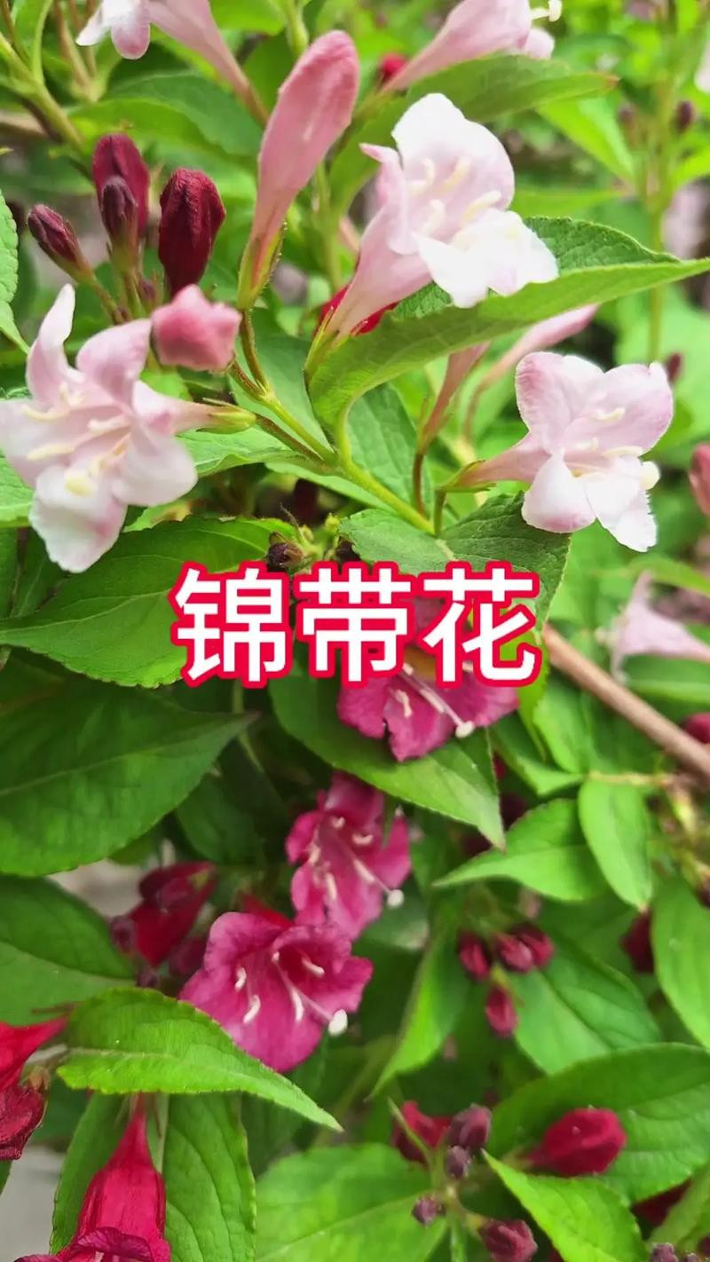 锦带花如何盆栽(锦带花盆栽室外过冬)-第3张图片-花花知道网 锦带花如何盆栽(锦带花盆栽室外过冬)-第3张图片-花花知道网
