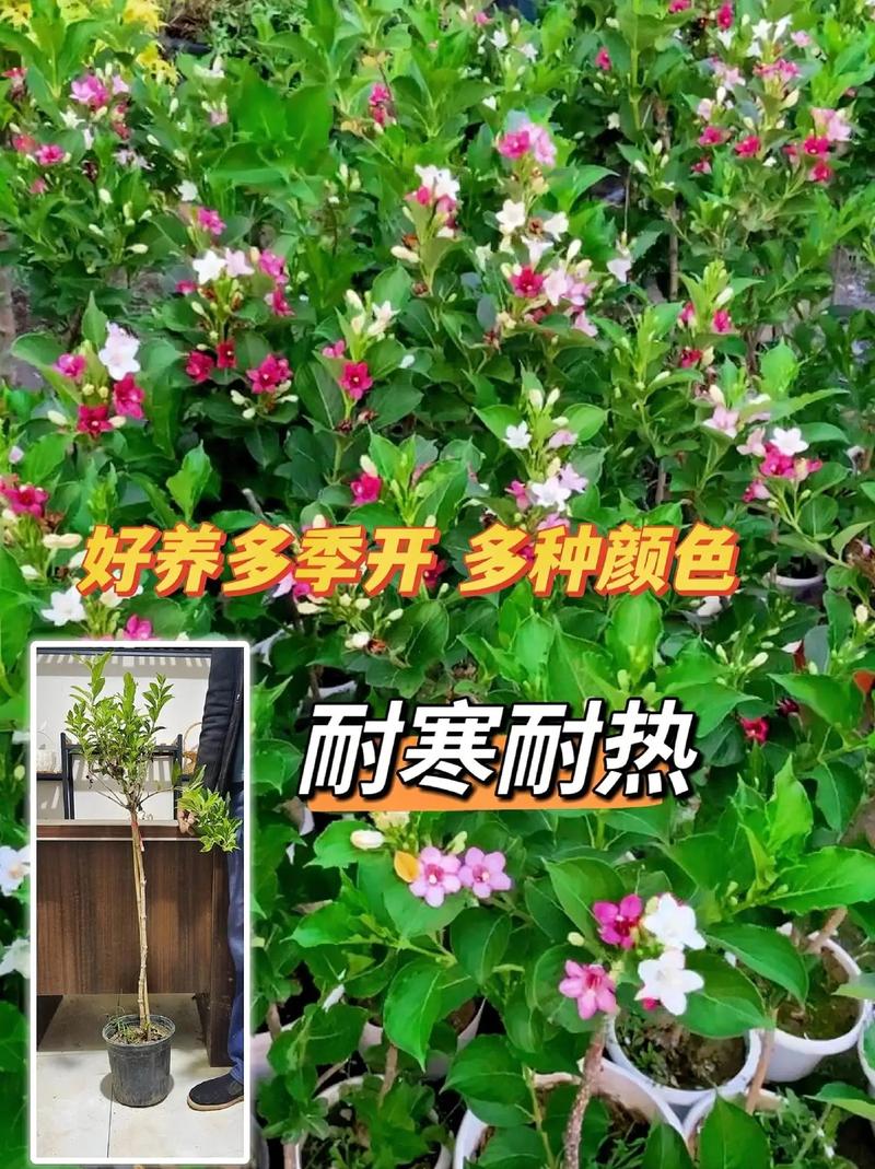 锦带花如何盆栽(锦带花盆栽室外过冬)-第4张图片-花花知道网 锦带花如何盆栽(锦带花盆栽室外过冬)-第4张图片-花花知道网