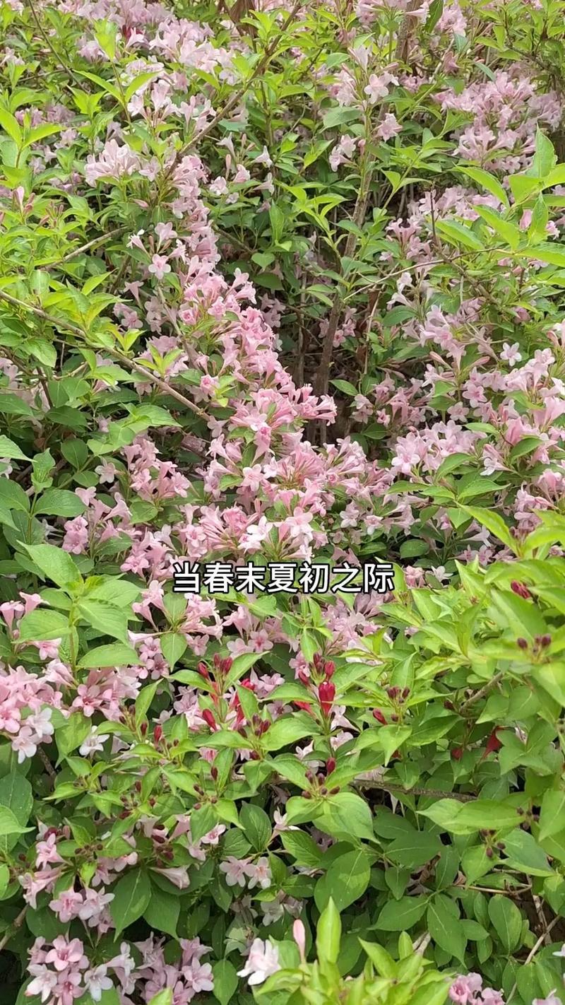 锦带花如何盆栽(锦带花盆栽室外过冬)-第5张图片-花花知道网 锦带花如何盆栽(锦带花盆栽室外过冬)-第5张图片-花花知道网