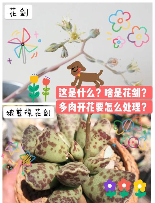 多肉开花了要剪掉吗(紫乐多肉开花了要剪掉吗)-第3张图片-花花知道网 多肉开花了要剪掉吗(紫乐多肉开花了要剪掉吗)-第3张图片-花花知道网