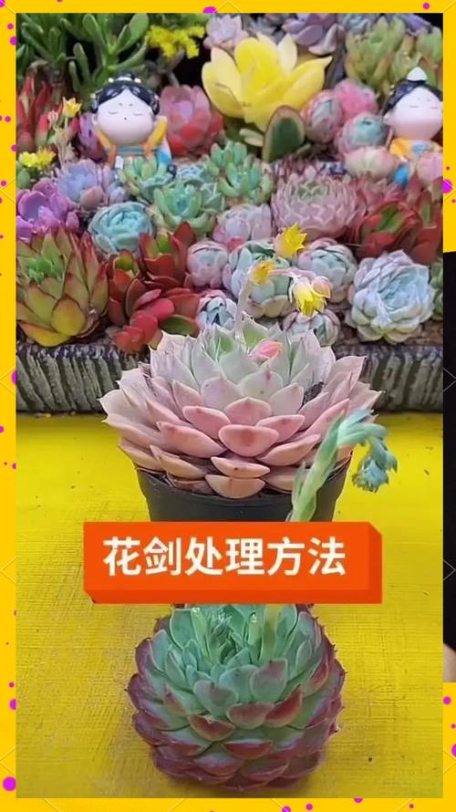 多肉开花了要剪掉吗(紫乐多肉开花了要剪掉吗)-第5张图片-花花知道网 多肉开花了要剪掉吗(紫乐多肉开花了要剪掉吗)-第5张图片-花花知道网