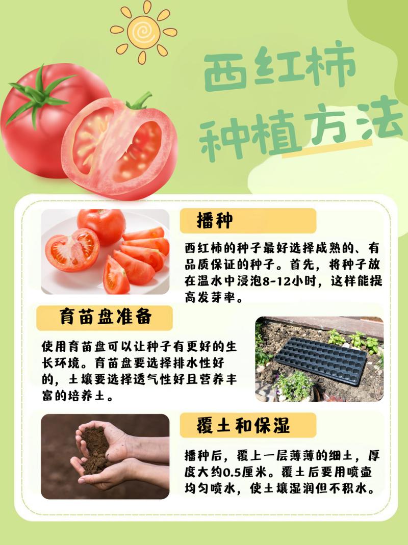 怎么种植番茄(怎么种植番茄种子视频)-第4张图片-花花知道网 怎么种植番茄(怎么种植番茄种子视频)-第4张图片-花花知道网