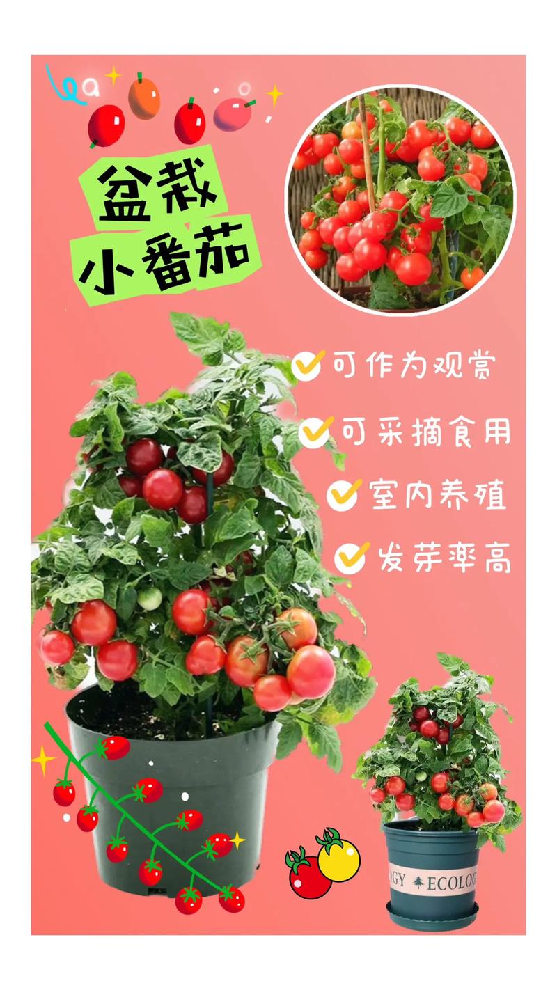 怎么种植番茄(怎么种植番茄种子视频)-第5张图片-花花知道网 怎么种植番茄(怎么种植番茄种子视频)-第5张图片-花花知道网