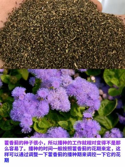 藿香蓟种子怎么种(藿香蓟种子怎么种植)-第8张图片-花花知道网 藿香蓟种子怎么种(藿香蓟种子怎么种植)-第8张图片-花花知道网