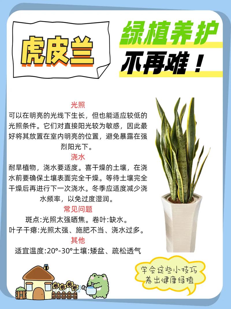 虎皮兰怎么养(虎皮兰怎么养才能开花)-第7张图片-花花知道网 虎皮兰怎么养(虎皮兰怎么养才能开花)-第7张图片-花花知道网