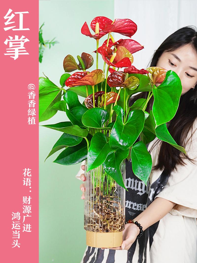 红掌能用啤酒浇吗(红掌能用啤酒水浇吗)-第1张图片-花花知道网 红掌能用啤酒浇吗(红掌能用啤酒水浇吗)-第1张图片-花花知道网