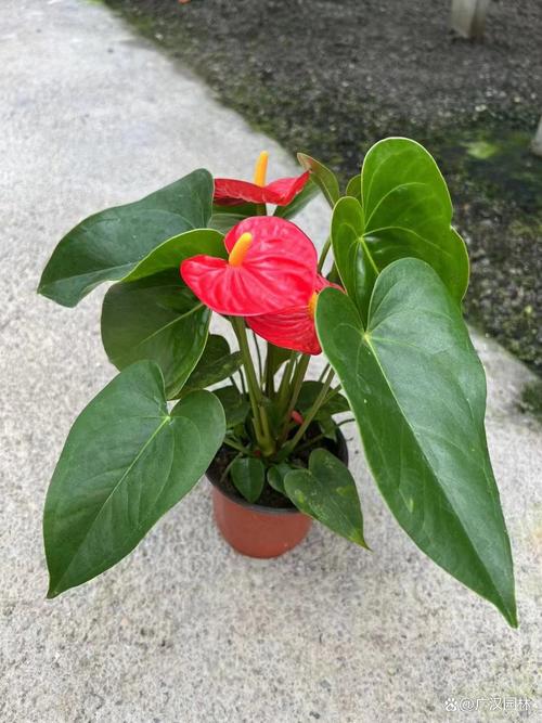 红掌能用啤酒浇吗(红掌能用啤酒水浇吗)-第5张图片-花花知道网 红掌能用啤酒浇吗(红掌能用啤酒水浇吗)-第5张图片-花花知道网