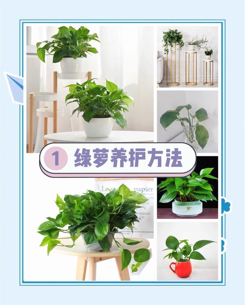 绿萝的养殖方法(养绿萝的前十坏处)-第1张图片-花花知道网 绿萝的养殖方法(养绿萝的前十坏处)-第1张图片-花花知道网