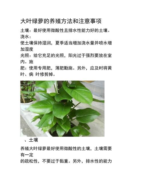 绿萝的养殖方法(养绿萝的前十坏处)-第2张图片-花花知道网 绿萝的养殖方法(养绿萝的前十坏处)-第2张图片-花花知道网