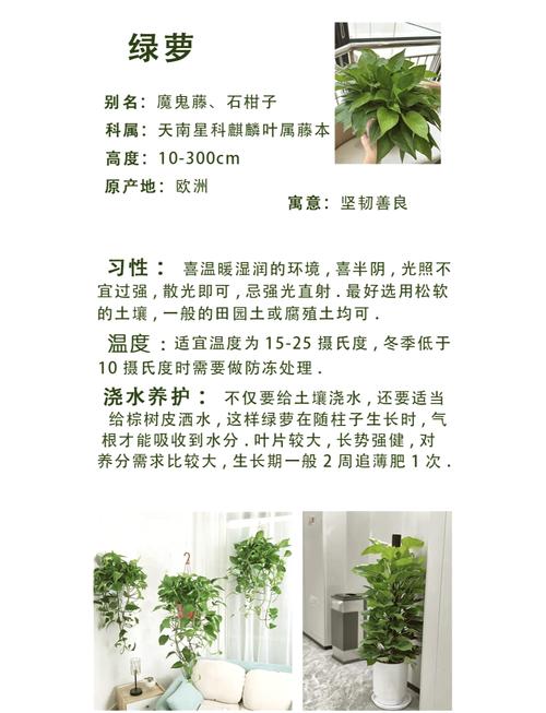 绿萝的养殖方法(养绿萝的前十坏处)-第5张图片-花花知道网 绿萝的养殖方法(养绿萝的前十坏处)-第5张图片-花花知道网
