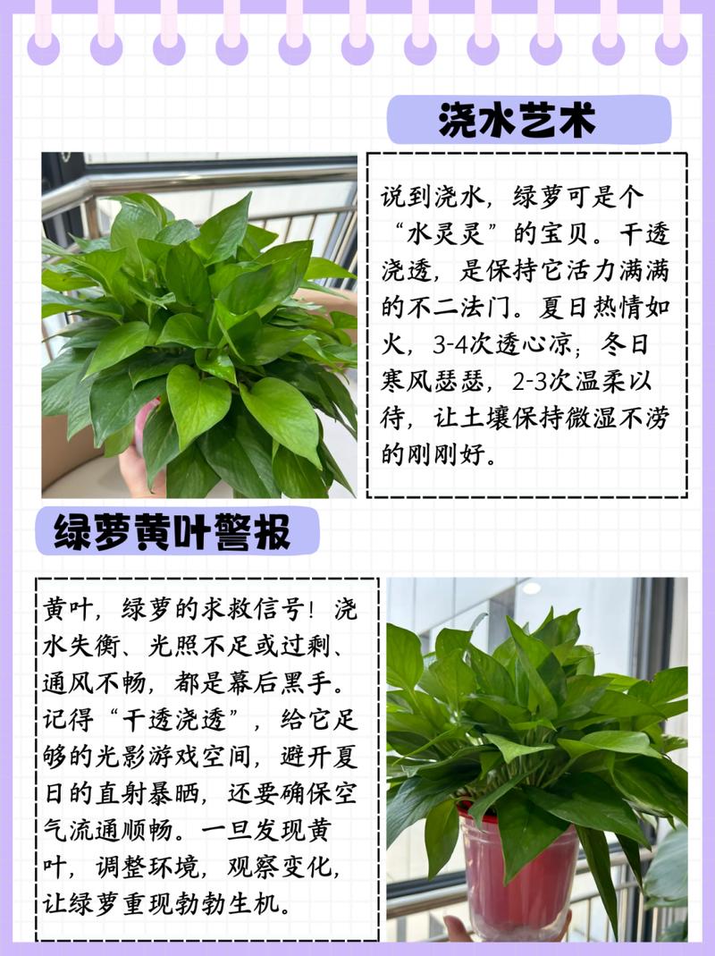 绿萝的养殖方法(养绿萝的前十坏处)-第6张图片-花花知道网 绿萝的养殖方法(养绿萝的前十坏处)-第6张图片-花花知道网