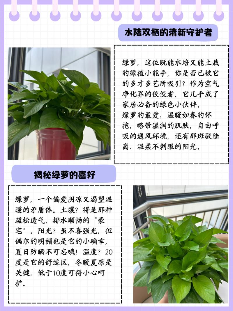 绿萝的养殖方法(养绿萝的前十坏处)-第7张图片-花花知道网 绿萝的养殖方法(养绿萝的前十坏处)-第7张图片-花花知道网