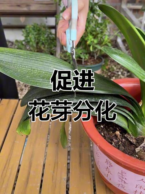 君子兰该如何施肥(君子兰如何施肥才能叶子壮)-第2张图片-花花知道网 君子兰该如何施肥(君子兰如何施肥才能叶子壮)-第2张图片-花花知道网