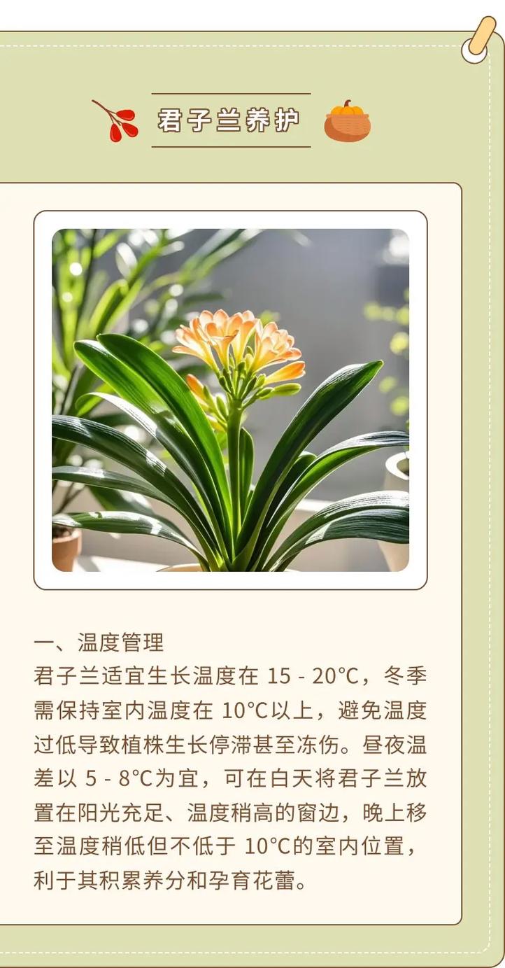 君子兰该如何施肥(君子兰如何施肥才能叶子壮)-第3张图片-花花知道网 君子兰该如何施肥(君子兰如何施肥才能叶子壮)-第3张图片-花花知道网