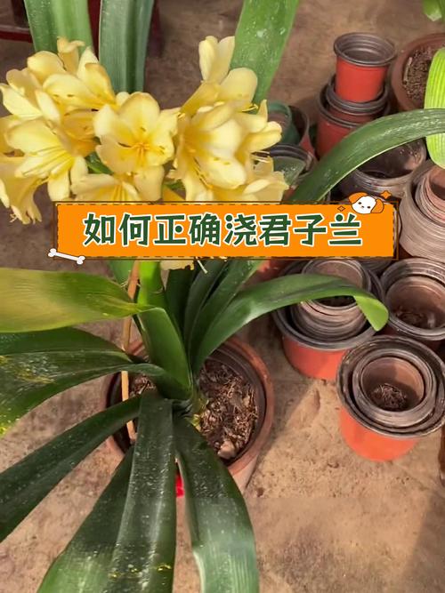 君子兰该如何施肥(君子兰如何施肥才能叶子壮)-第4张图片-花花知道网 君子兰该如何施肥(君子兰如何施肥才能叶子壮)-第4张图片-花花知道网