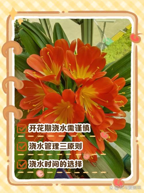 君子兰该如何施肥(君子兰如何施肥才能叶子壮)-第5张图片-花花知道网 君子兰该如何施肥(君子兰如何施肥才能叶子壮)-第5张图片-花花知道网