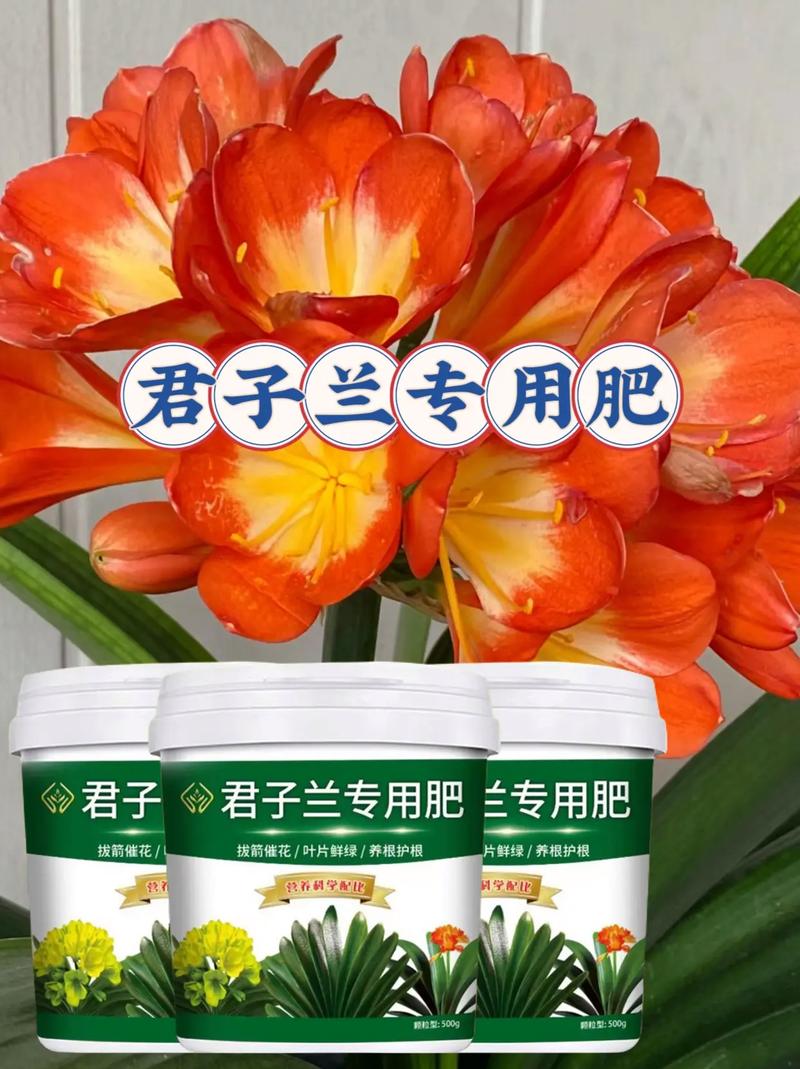 君子兰该如何施肥(君子兰如何施肥才能叶子壮)-第7张图片-花花知道网 君子兰该如何施肥(君子兰如何施肥才能叶子壮)-第7张图片-花花知道网