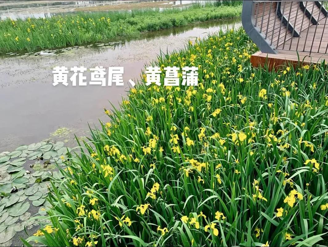 黄菖蒲的种植方法(黄菖蒲的种植方法有哪些)-第3张图片-花花知道网 黄菖蒲的种植方法(黄菖蒲的种植方法有哪些)-第3张图片-花花知道网