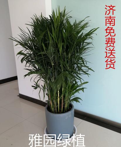 夏威夷椰子秋天怎么养(夏威夷椰子秋天怎么养护)-第2张图片-花花知道网 夏威夷椰子秋天怎么养(夏威夷椰子秋天怎么养护)-第2张图片-花花知道网
