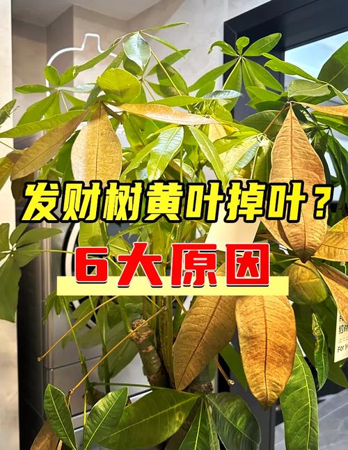 夏威夷椰子秋天怎么养(夏威夷椰子秋天怎么养护)-第5张图片-花花知道网 夏威夷椰子秋天怎么养(夏威夷椰子秋天怎么养护)-第5张图片-花花知道网