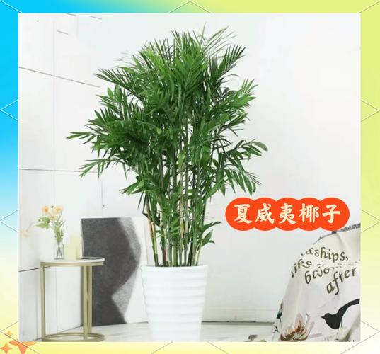 夏威夷椰子秋天怎么养(夏威夷椰子秋天怎么养护)-第7张图片-花花知道网 夏威夷椰子秋天怎么养(夏威夷椰子秋天怎么养护)-第7张图片-花花知道网